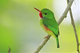 Jamaican Tody